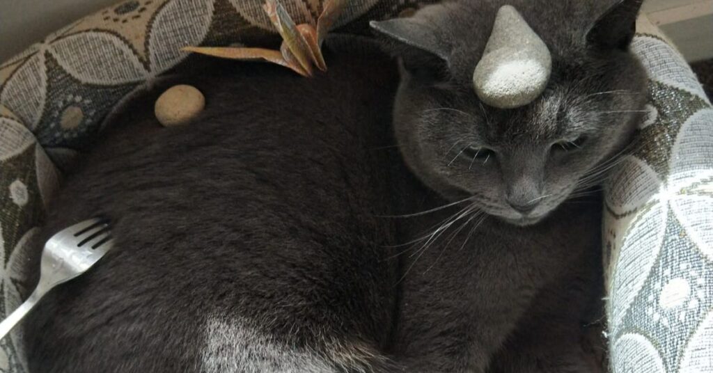 gatto grigio 