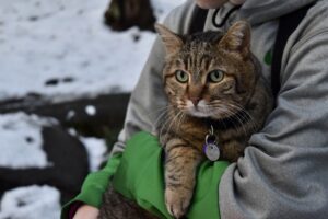 5 giubbotti per i gatti più freddolosi che vogliono stare al calduccio