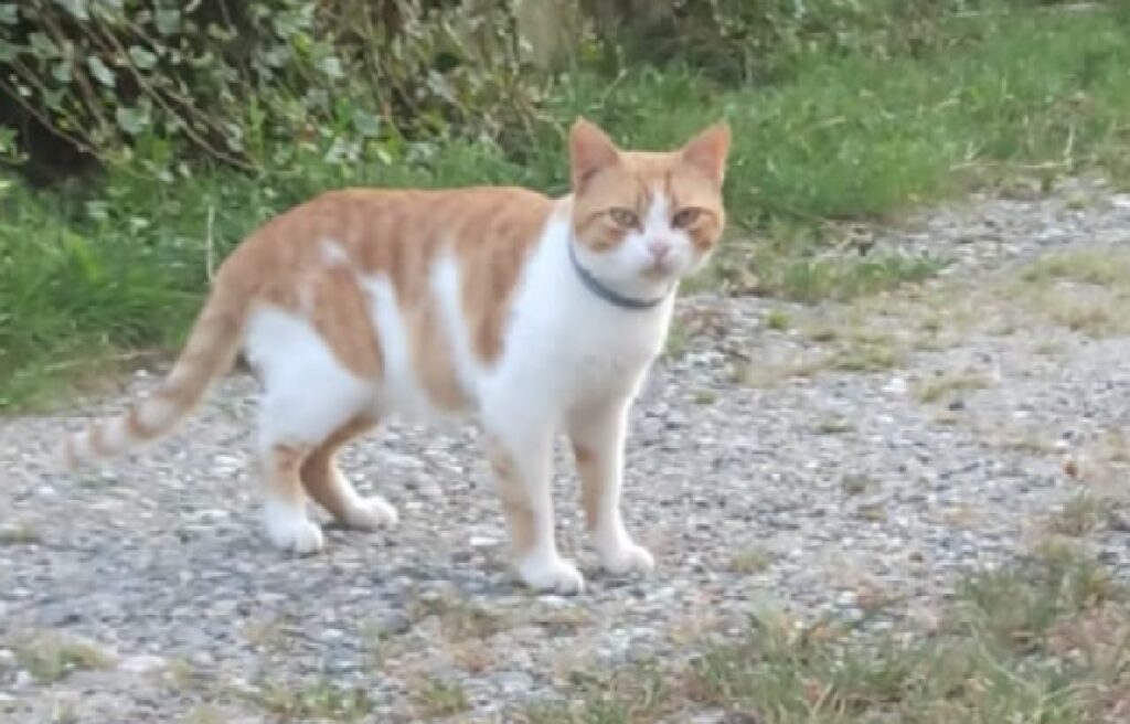 gatto rosso tigrato e bianco in piedi