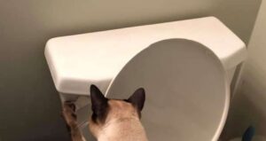 Il gattino Kai è ossessionato dallo sciacquone del water