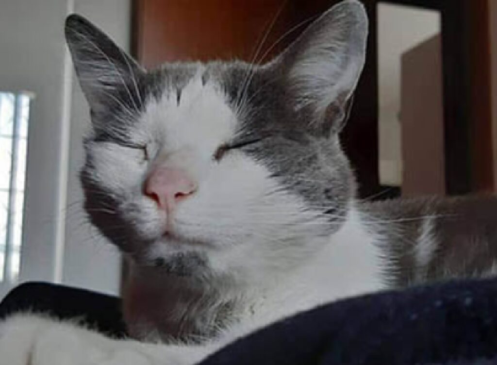 gatto chiude piccoli occhi