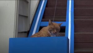 Gattino anziano non può salire le scale