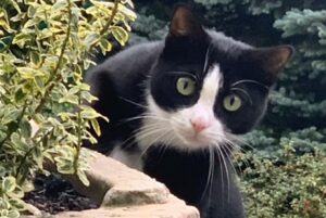 Malnate, è recente lo smarrimento di questa gatta nera e bianca, Tabitha si troverà in zona