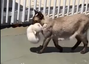 Mamma gatto riporta a casa il suo cucciolo dopo la visita dal veterinario