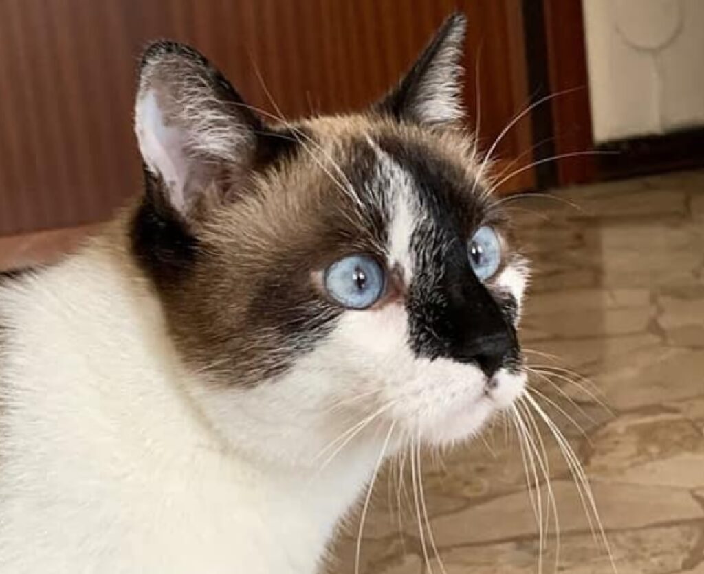 gatta femmina occhi azzurri 