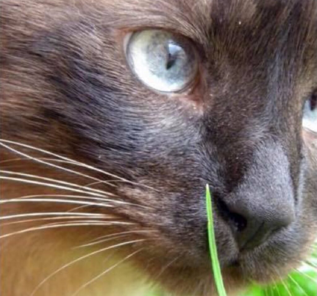 gatto siamese particolare occhio