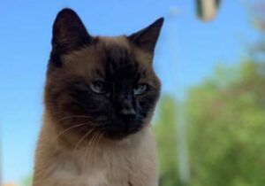 Martellago, la disperazione per lo smarrimento di un gatto Siamese di 17 anni, ritroviamo Simon