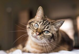 Microchip obbligatorio per i gattini del Regno Unito; la nuova legge per combattere i furti dei gatti domestici