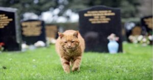 È morto Barney, il gatto che ha vissuto per vent’anni in un cimitero