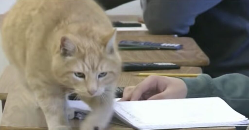 gatto sopra quaderni