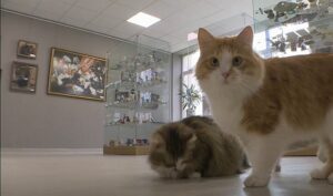 Il museo dei gattini in Lituania è un posto in cui i visitatori possono vedere opere sui gatti con i gatti