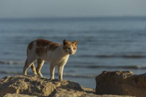 Lima, Perù: un poliziotto salva un gattino rimasto intrappolato su una scogliera (VIDEO)