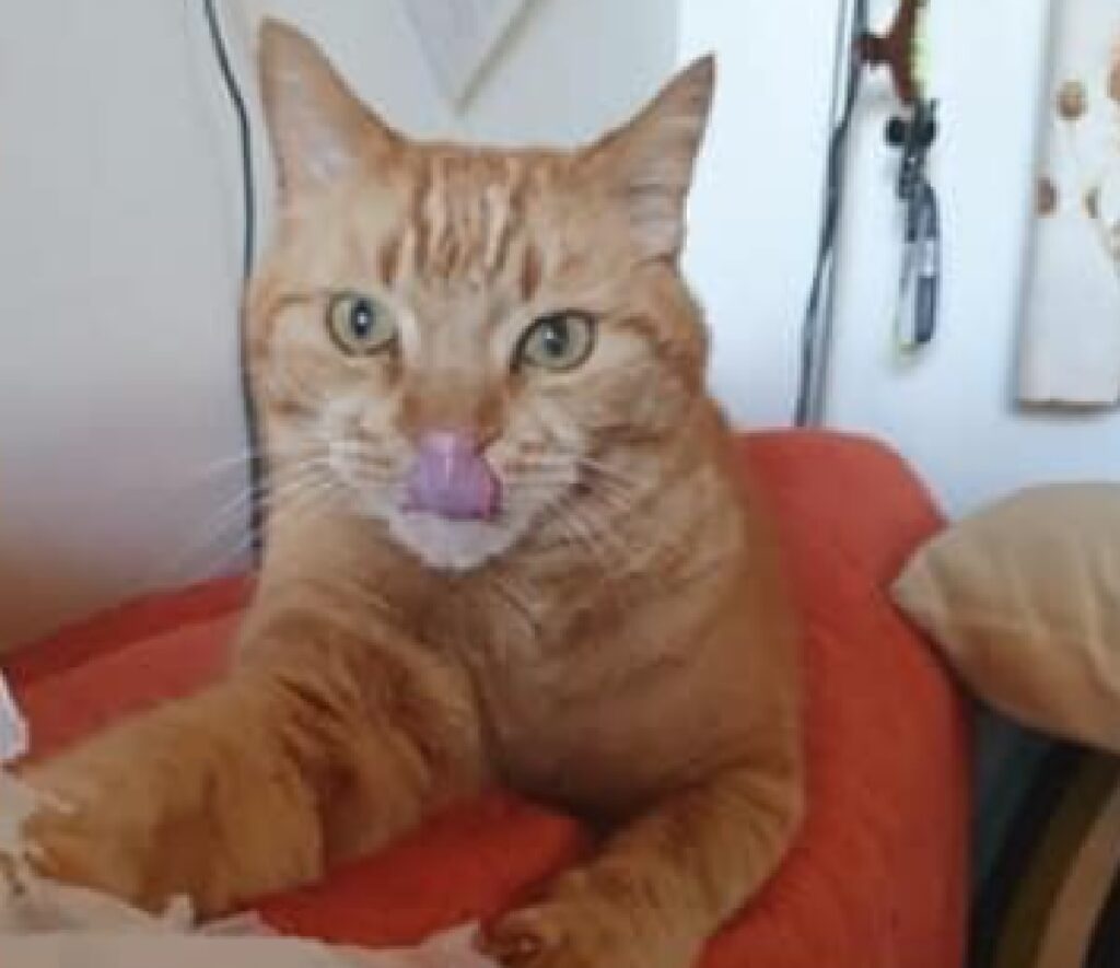 gatto rosso di 13 anni