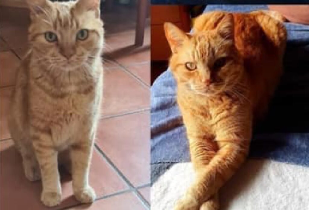 gatto rosso pelo leggermente tigrato