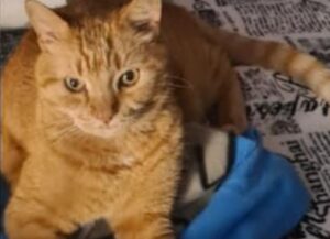 Prato, le ricerche vanno avanti per Mishu, il gatto rosso di 13 anni risulta ancora smarrito