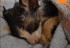Ragazzo aiuta un gattino che si trovava da solo e in estrema difficoltà
