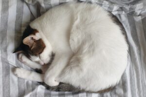 4 ragioni per cui i gatti dormono appallottolati