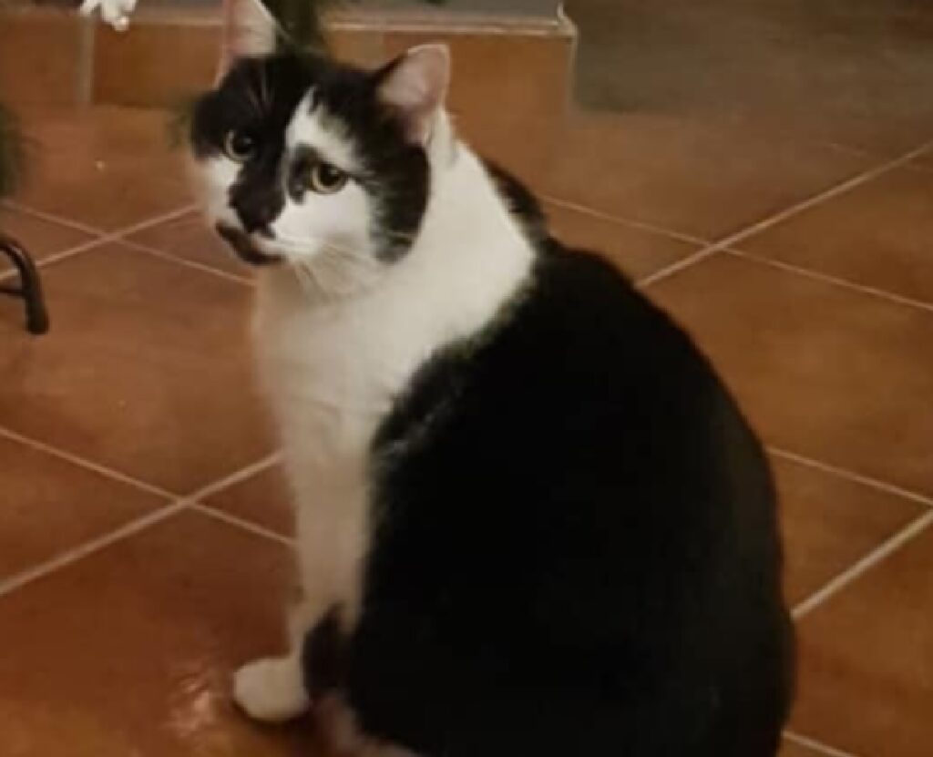 gatto simil tuxedo pelo bicolore