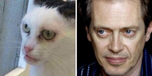 Adotta un gattino e si rende conto che assomiglia all’attore Steve Buscemi