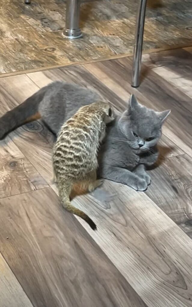 gatto con un amico suricato