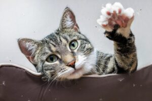5 tiragraffi per gatti adulti, davvero bellissimi (e convenienti)