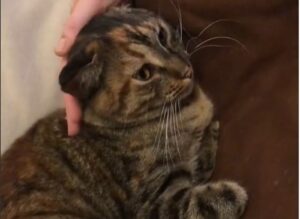 Un gattino decide chi può accarezzarlo e chi non può (VIDEO)