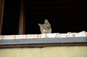 Un uomo rischia la vita per salvare il gatto dei vicini abbandonato in terrazzo (VIDEO)