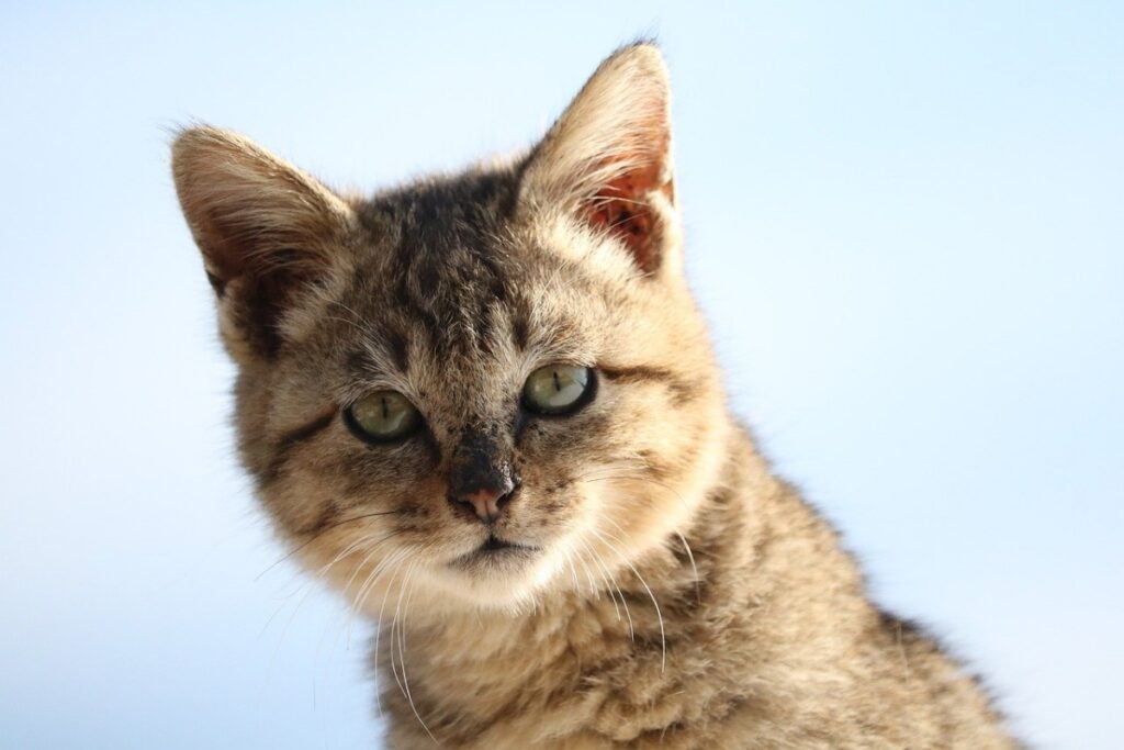 felino occhi sguardo