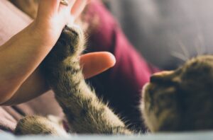 4 consigli per evitare che il gatto ti svegli di notte