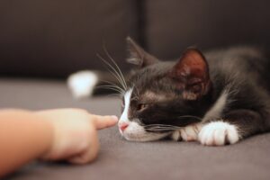 4 consigli per far abituare il gatto ai neonati