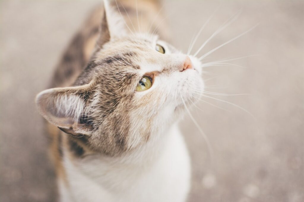 gatto faccia curiosa