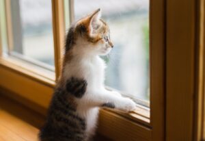 4 consigli per impedire al gatto di graffiare i vetri delle finestre