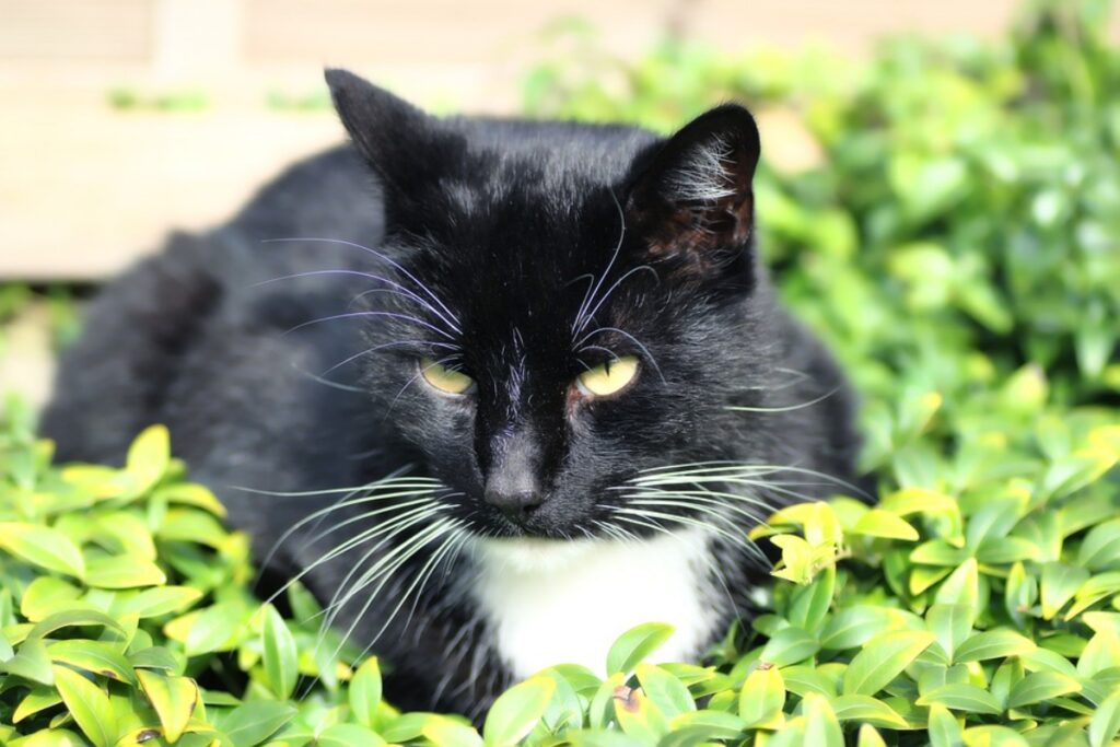 gatto bianco nero