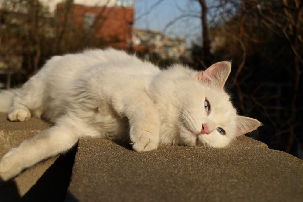 micio bianco pelo