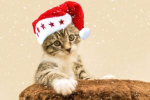 4 idee regalo per una persona che ama i gatti