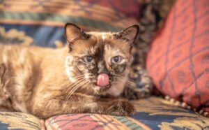 4 modi per calmare un gatto iperattivo