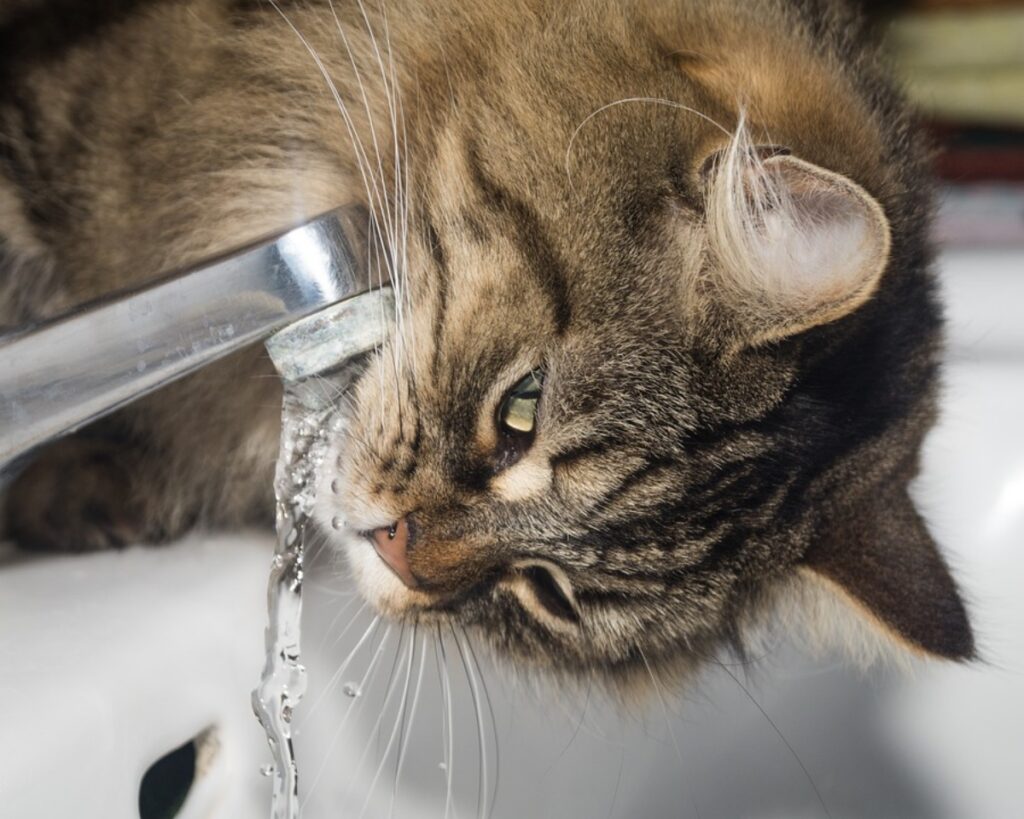 felino rubinetto bagno