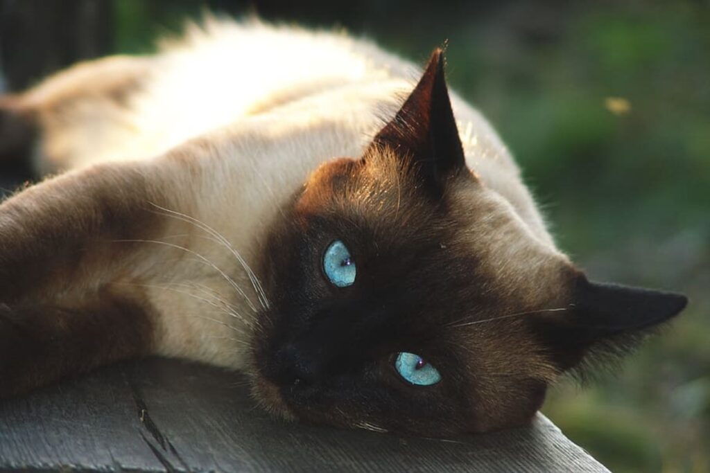 felino occhi azzurri