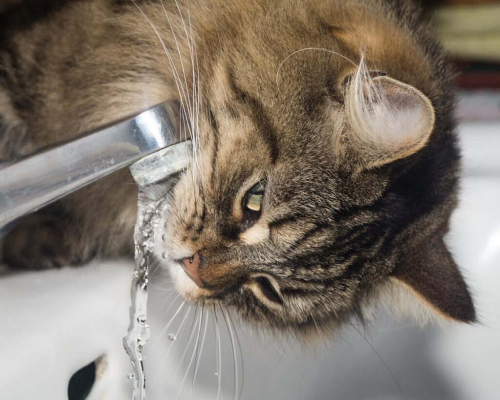 felino acqua bere