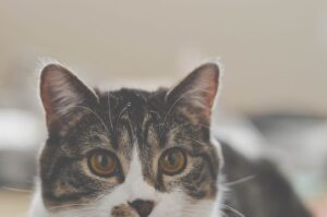 4 ragioni per cui i gatti scuotono la testa