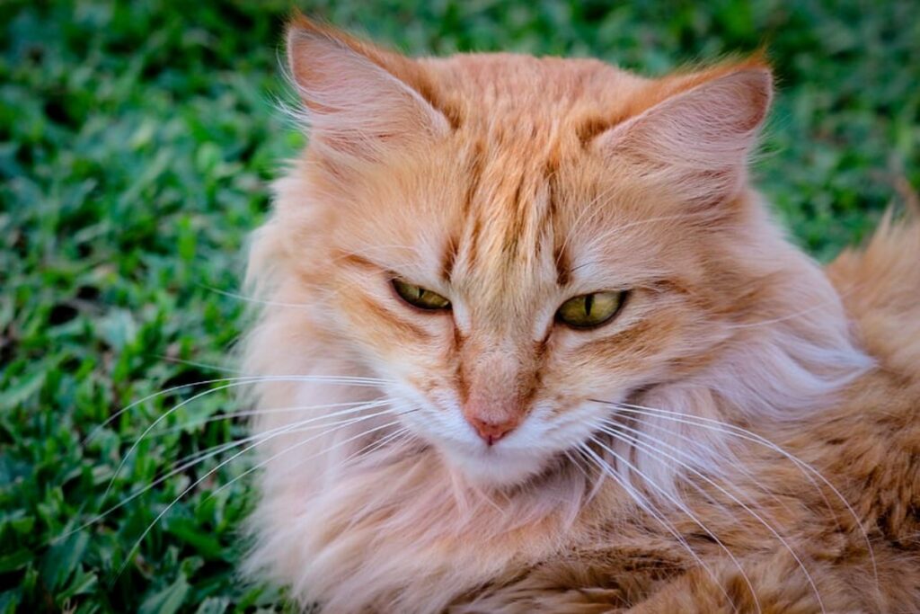 felino arancione tenero