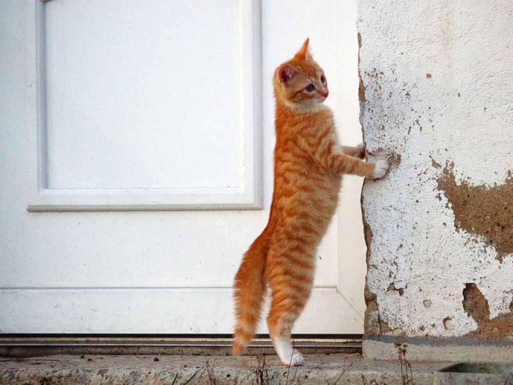 gatto sul muro