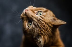 4 regole d’oro per educare un gatto