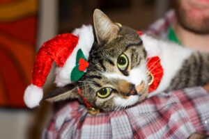 5 consigli per trascorrere le feste natalizie in tranquillità con un gatto