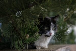 5 dritte per calmare il gatto durante gli spari di capodanno