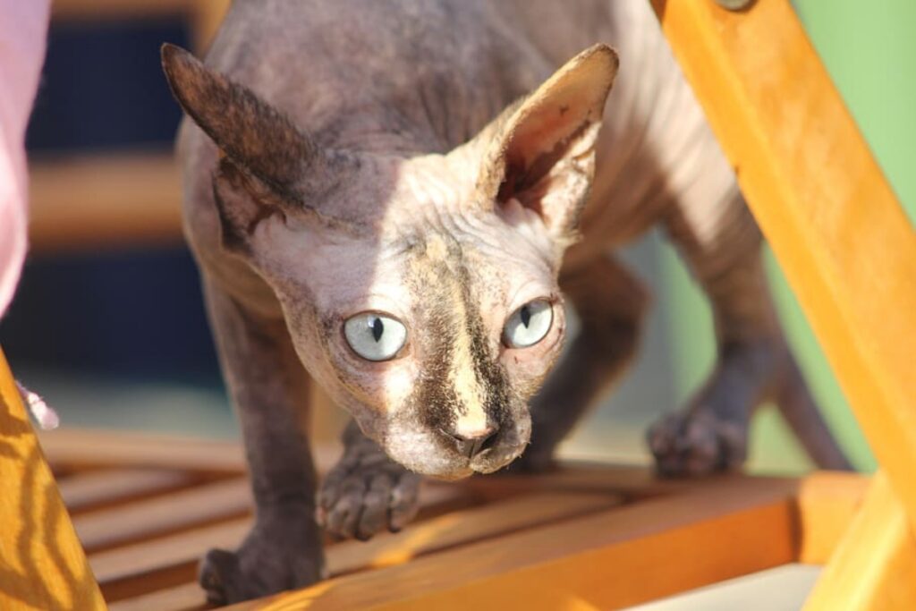 gatto razza sphynx