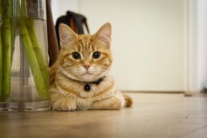 4 cose più bizzarre che i gatti sono soliti fare