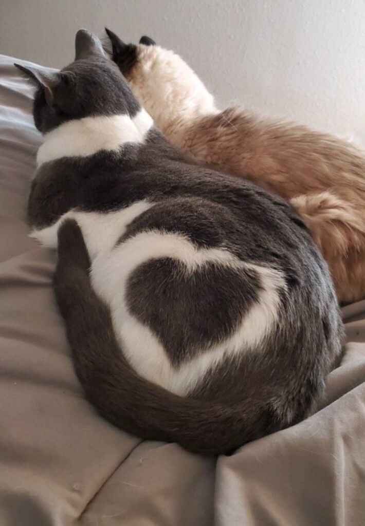 gatto con cuore