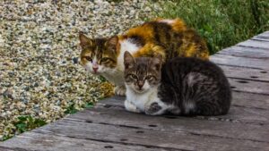 6 foto di gatti ai quali la vita ha riservato una bella sorpresa