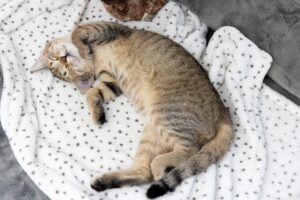 6 foto di gatti che amano dormire nelle pose più strampalate